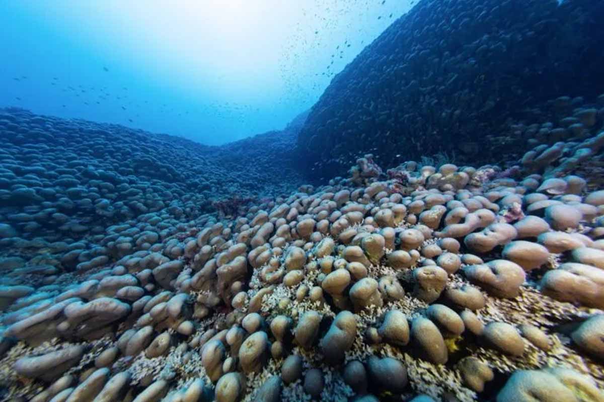the largest underwater creature